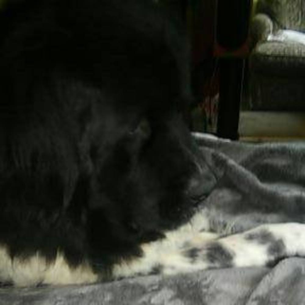 Meet your Posher, Lucy